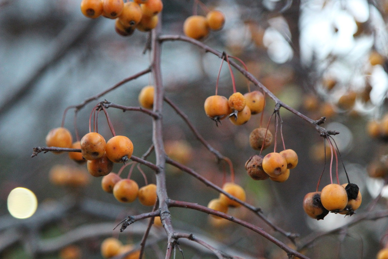 꽃사과나무-열매-20231118-성남 판교.jpg