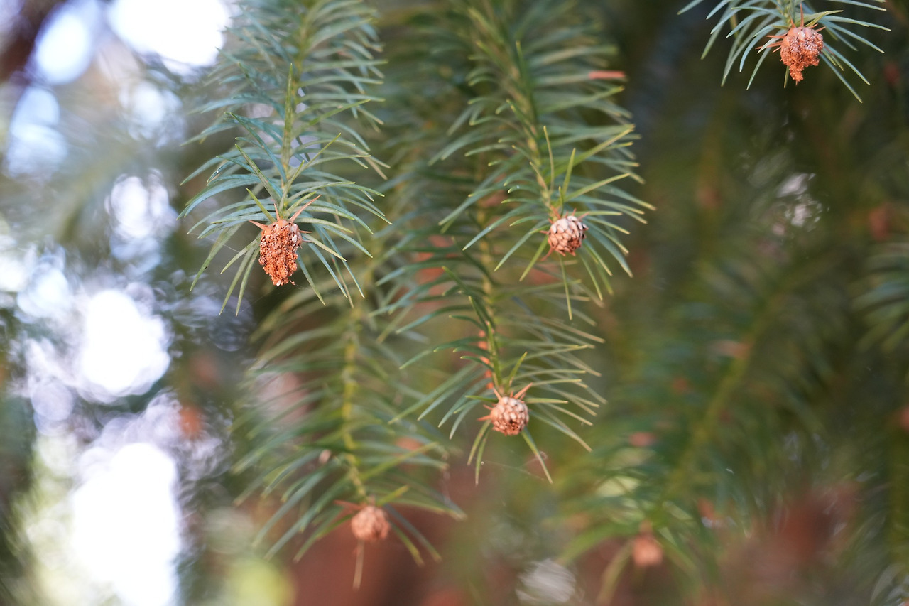넓은잎삼나무-20250730-전주수목원 (1).jpg