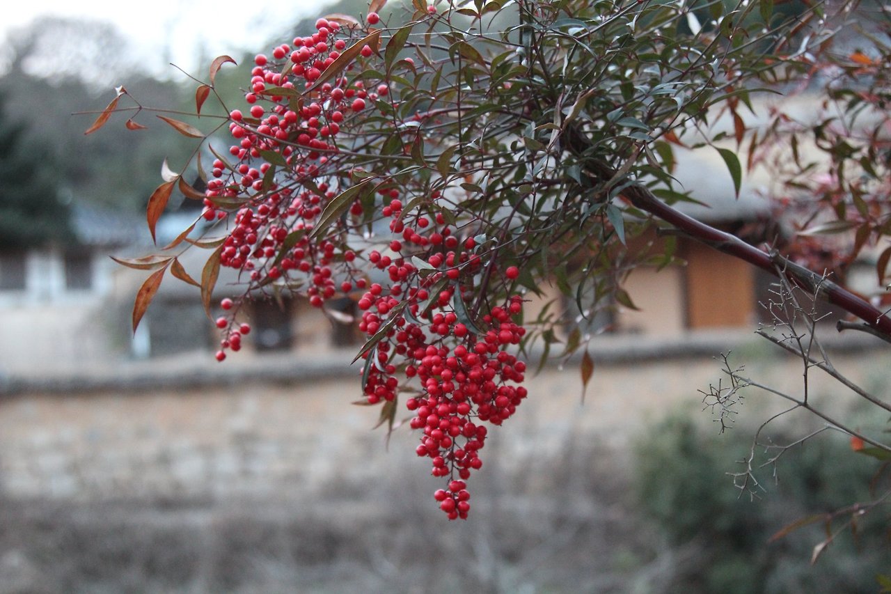 남천-열매-20181225-경주안강.jpg