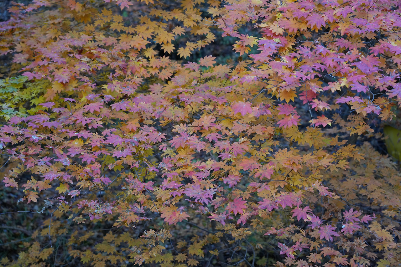 당단풍나무-단풍-20251101-수락산.jpg