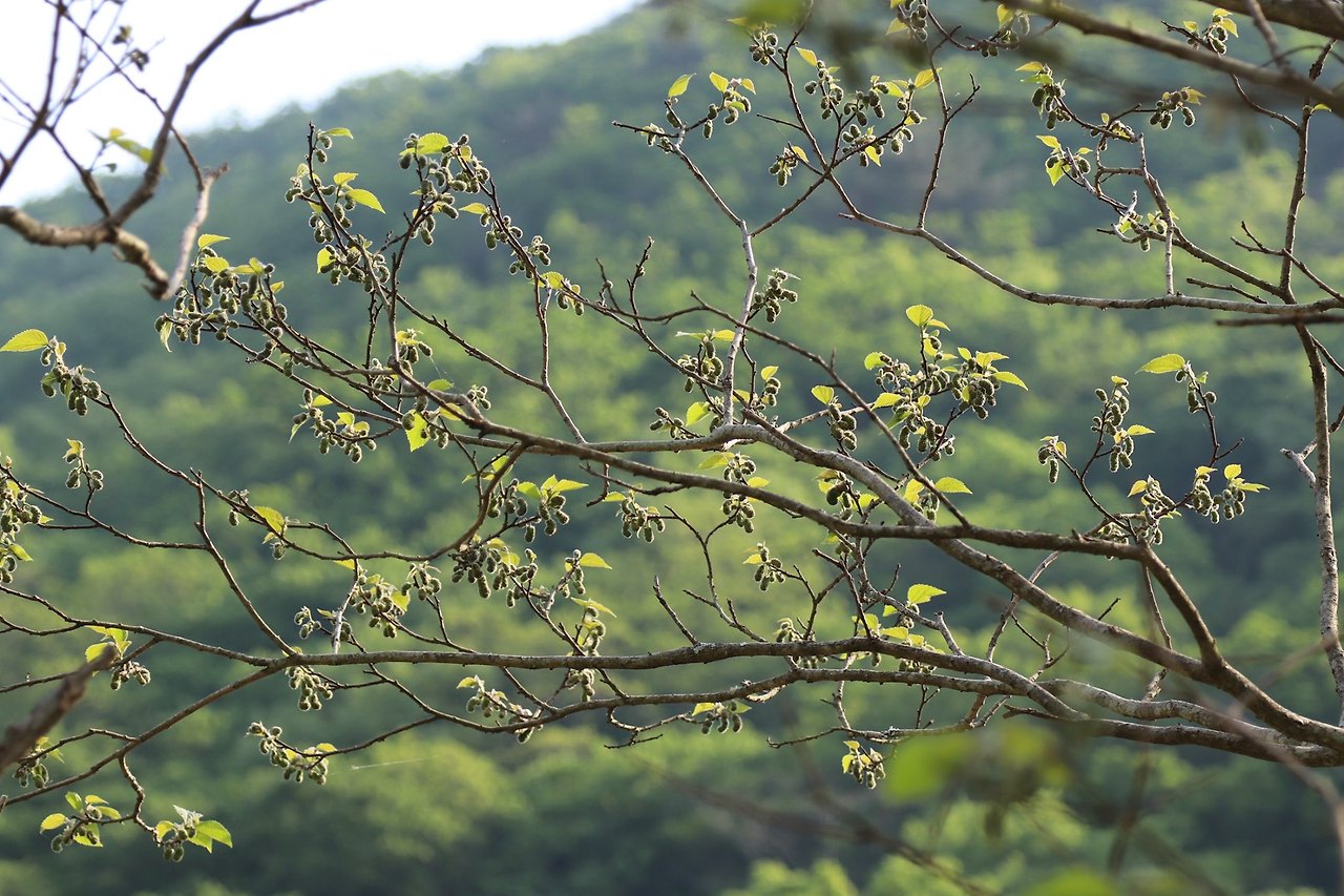 꾸지나무-수꽃차례-20190504-양산.jpg