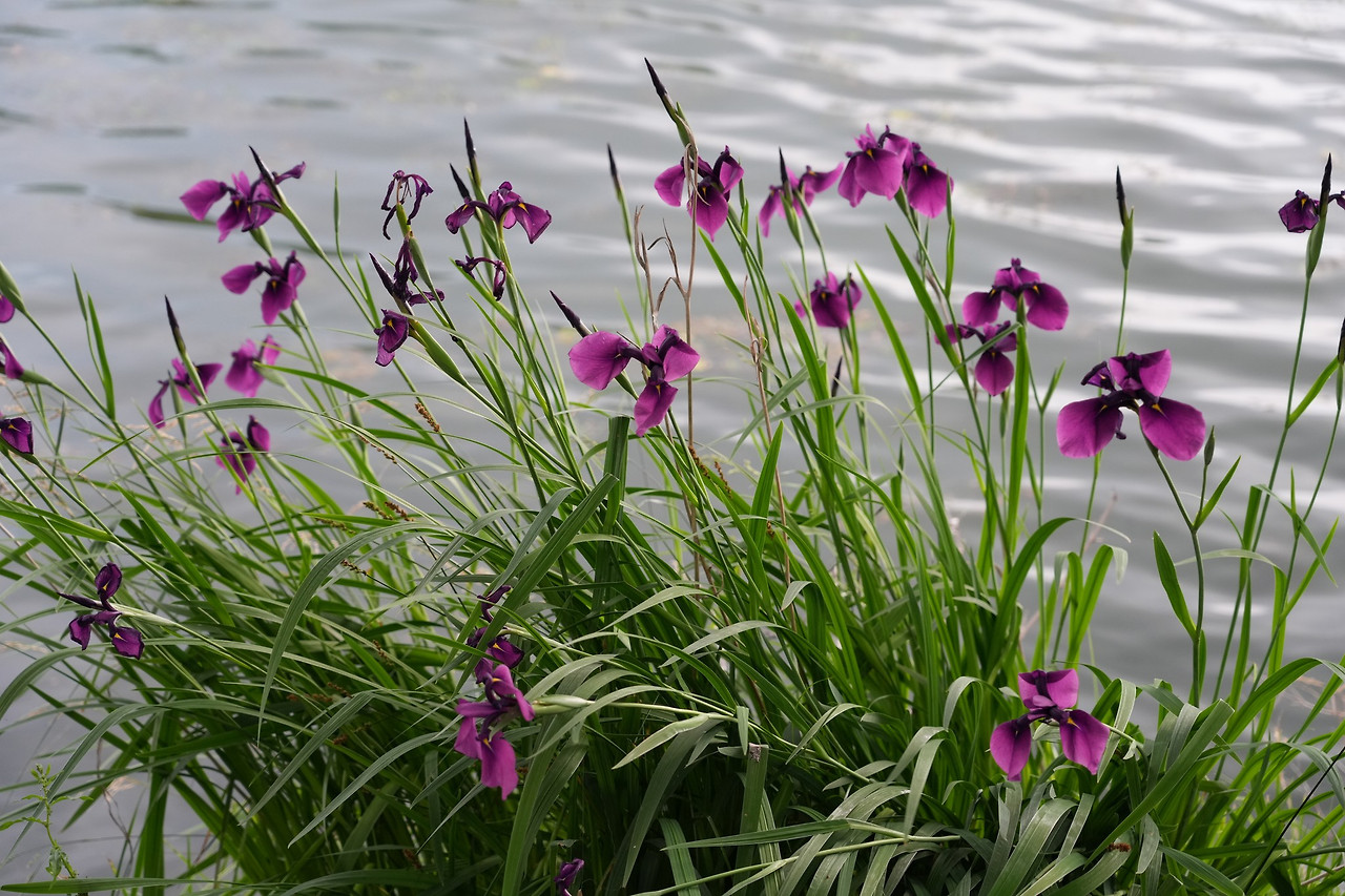 꽃창포-20250615-율동공원 (4).jpg