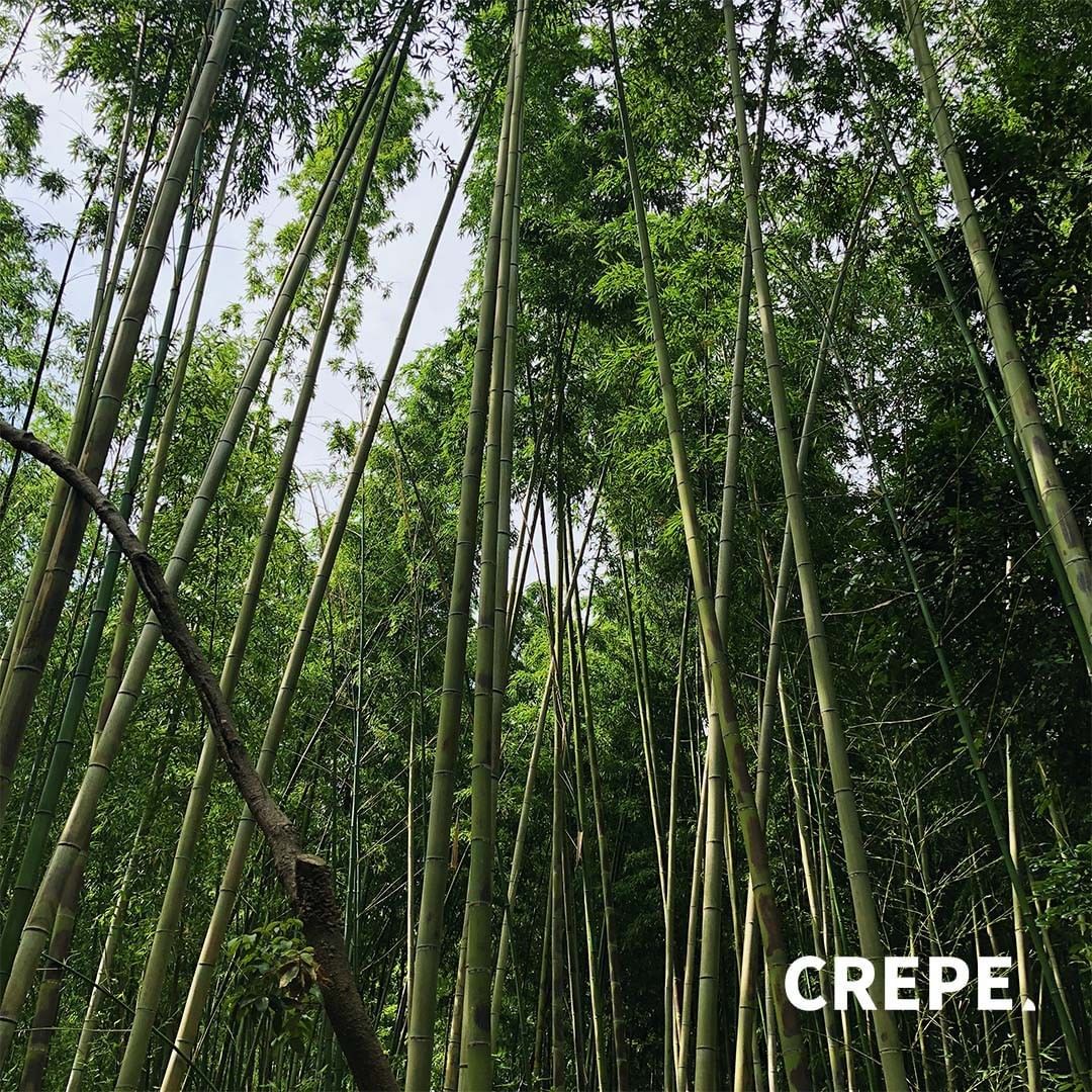 아라시야마+치쿠린⠀아라시야마는+교토+서쪽의+관광지로+유명한+곳입니다.+아라시야마+산과+아타고+산이+만드는+협곡+사이를+지나는+강이+넓게+펼쳐지는+지역이에요.+교토하면+ (2).jpg