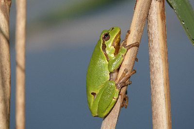tree-frog-g86e7ade5d_1920.jpg