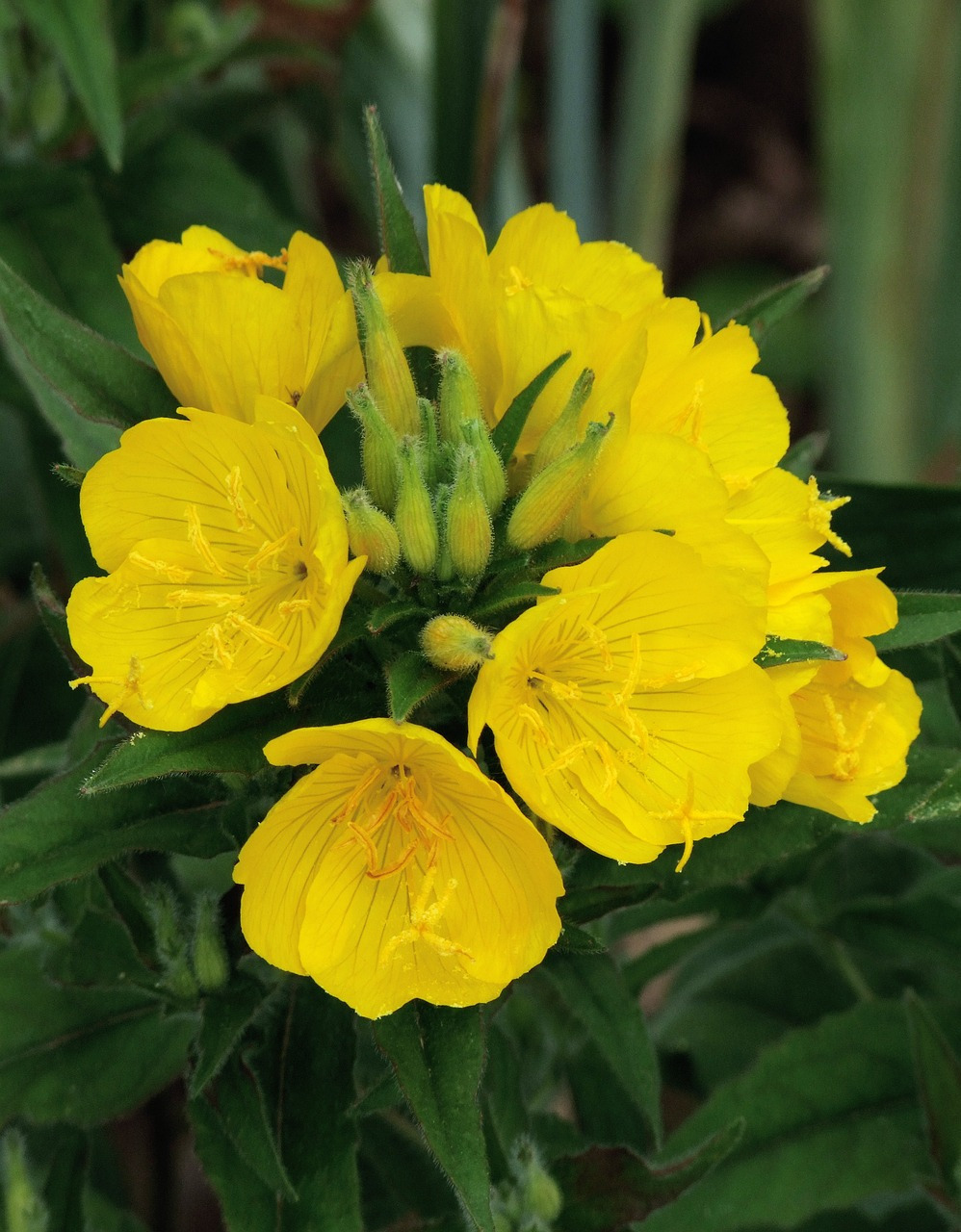 evening-primrose-6475660_1280.jpg