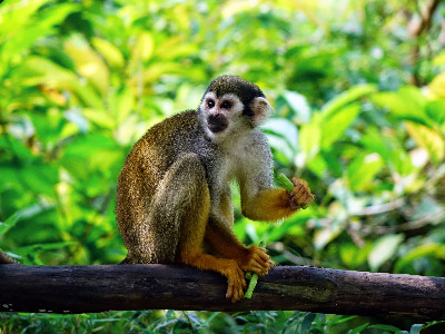 squirrel-monkey-g18b4249c5_1920.jpg