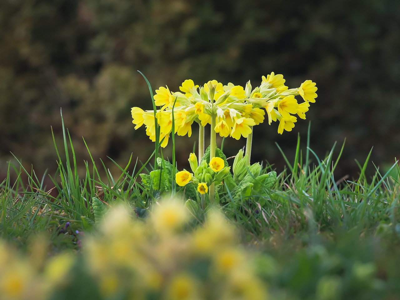 cowslips-7155467_1280.jpg
