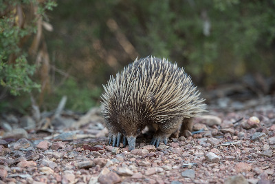 echidna-g68791c786_1920.jpg