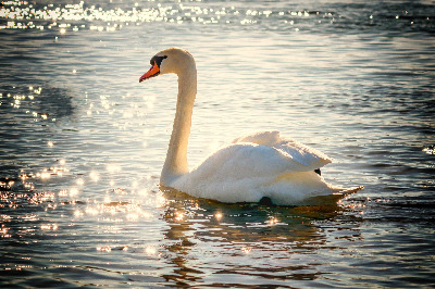 swan-g68ee85e6b_1920.jpg