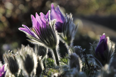 해바라기와 할미꽃(3).jpg