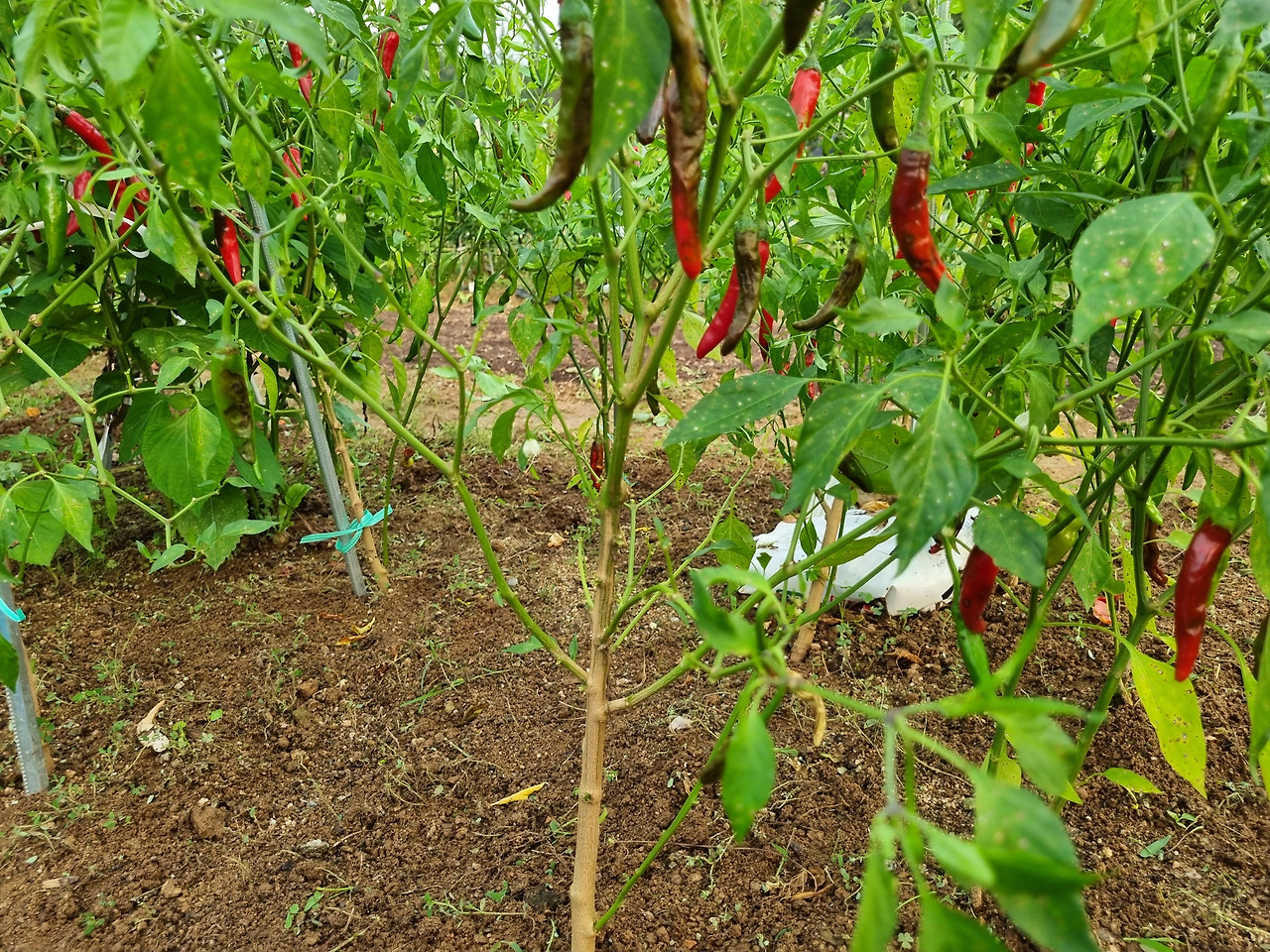 주말 농장 잡초 3.jpg