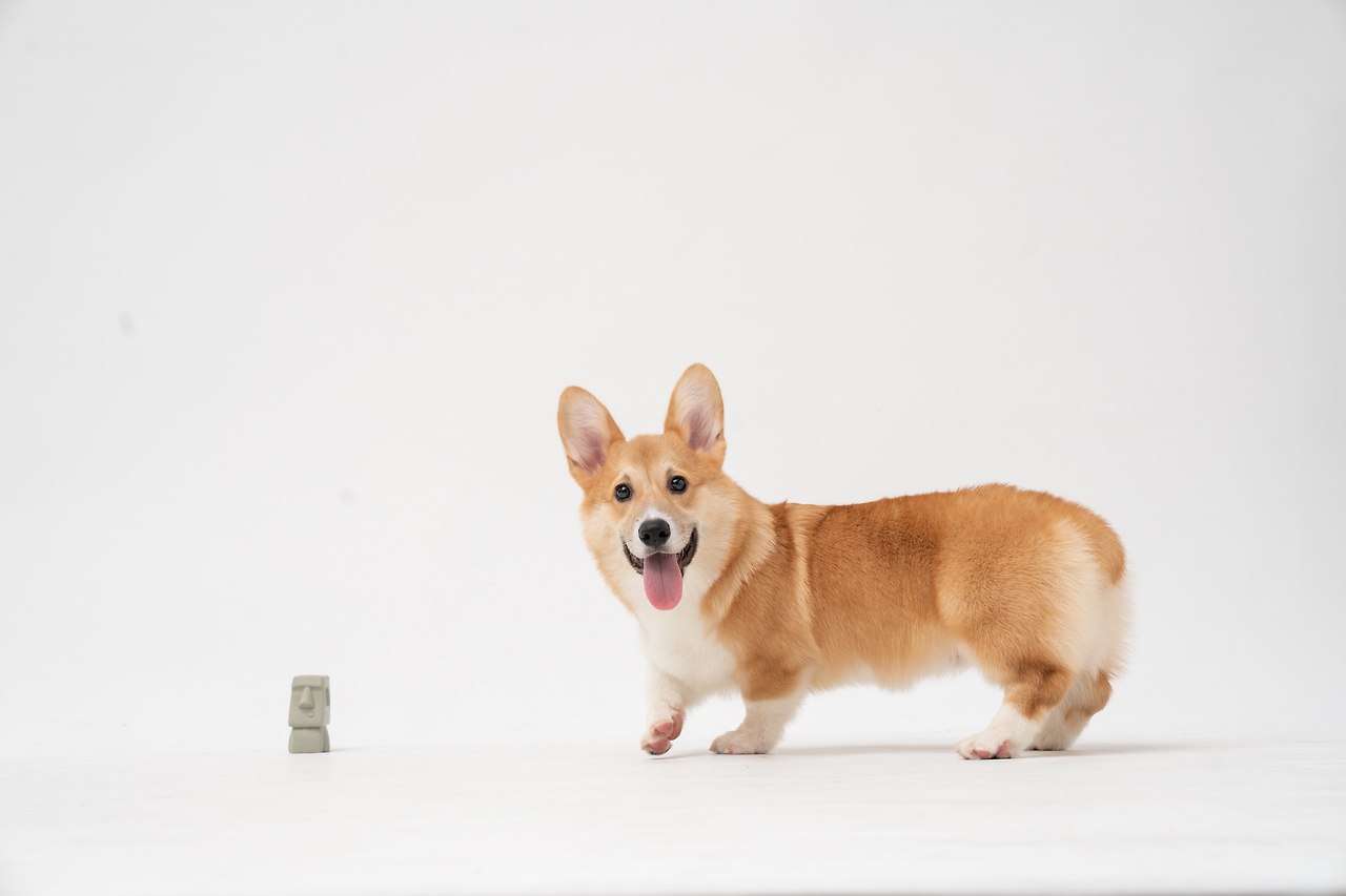 fatty-corgi-g-Dui8tCdrI-unsplash.jpg