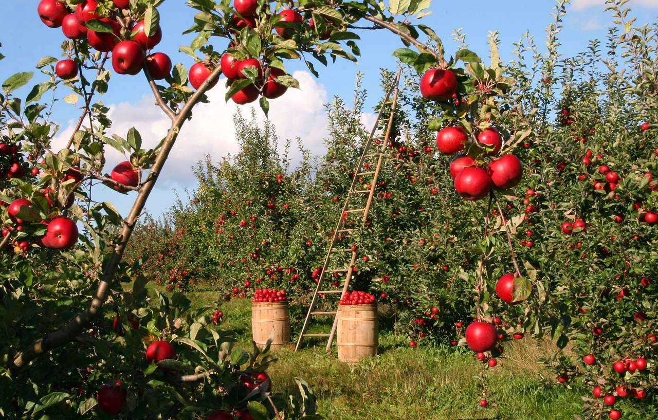 apples-1873078_1280.jpg
