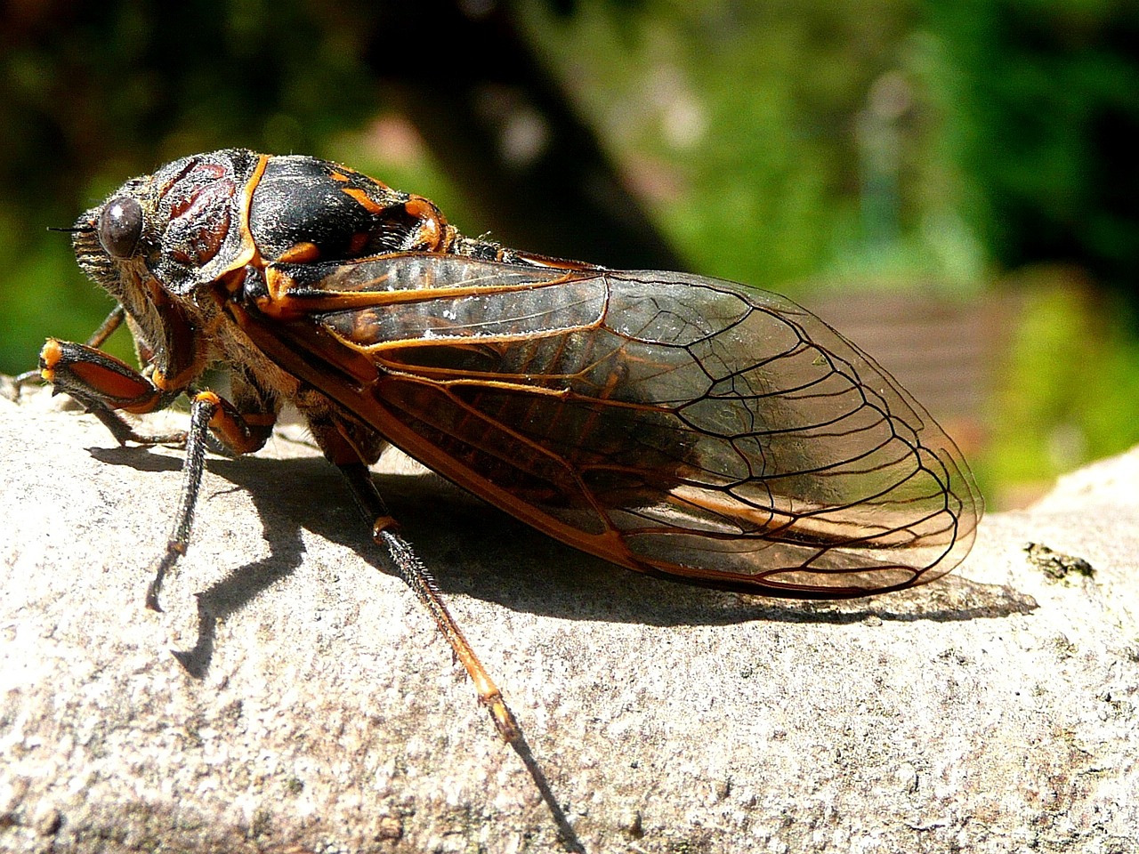 cicada-115913_1280.jpg