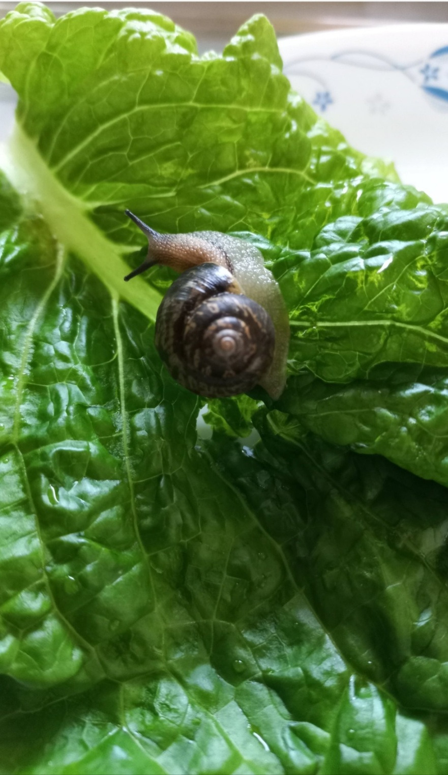 달팽이_이화경 님의 페북에서.jpg