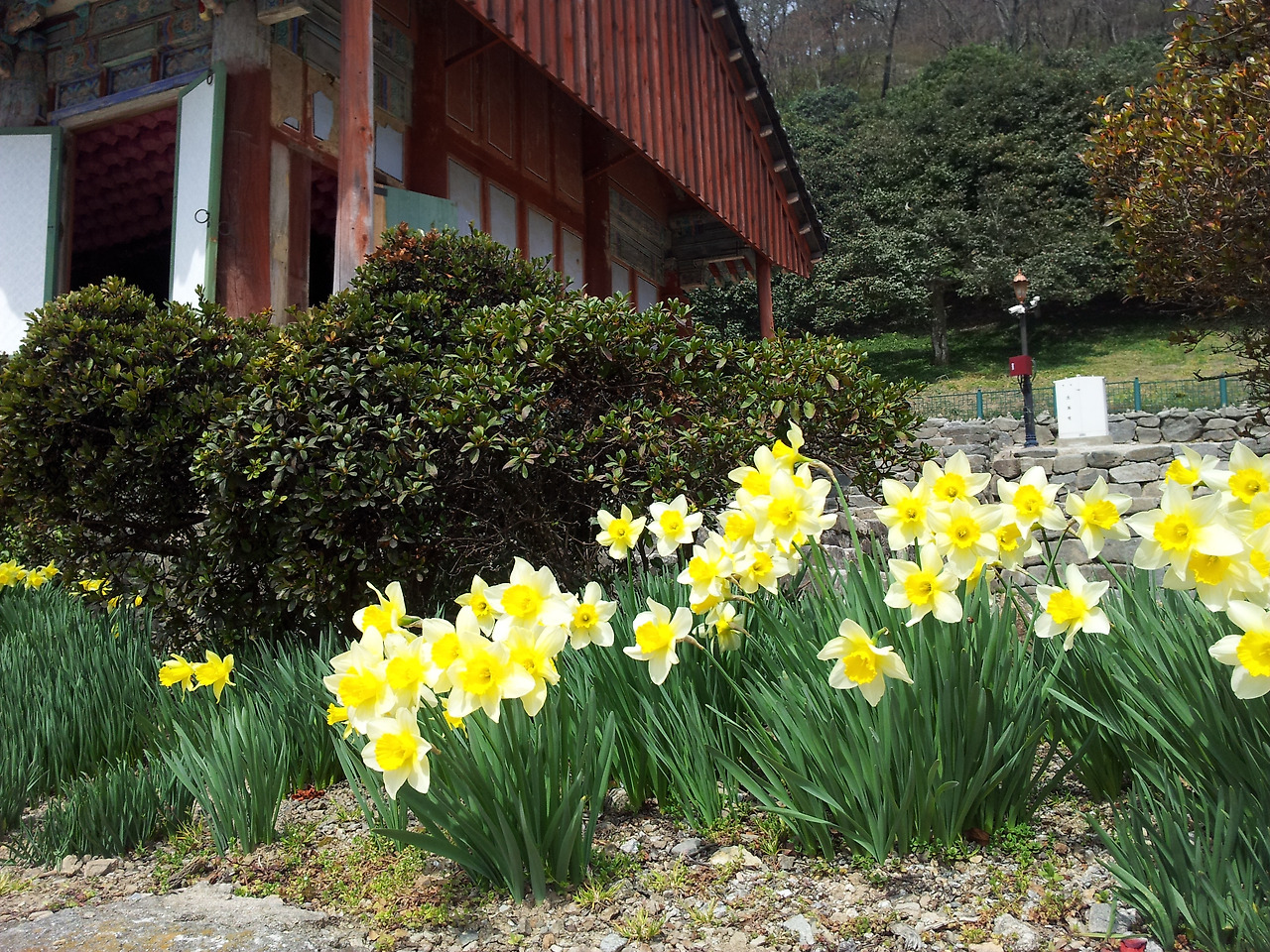 선운사수선화_2016 (1).jpg