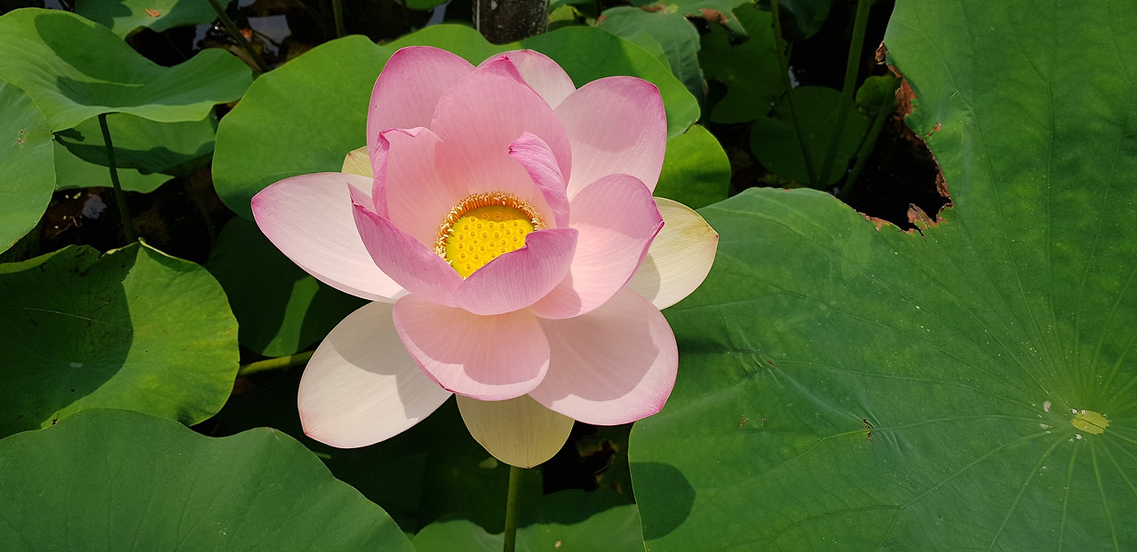 2021_7월_강릉,양양,연꽃 (15).jpg