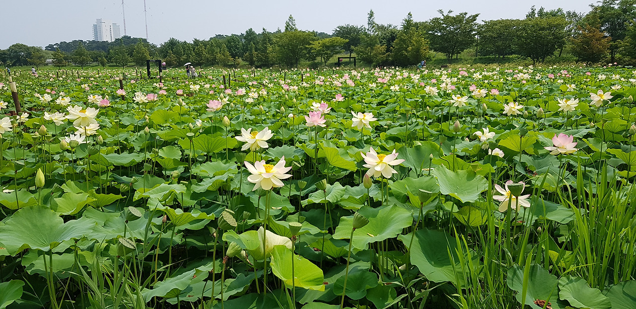 2021_7월_강릉,양양,연꽃 (4).jpg