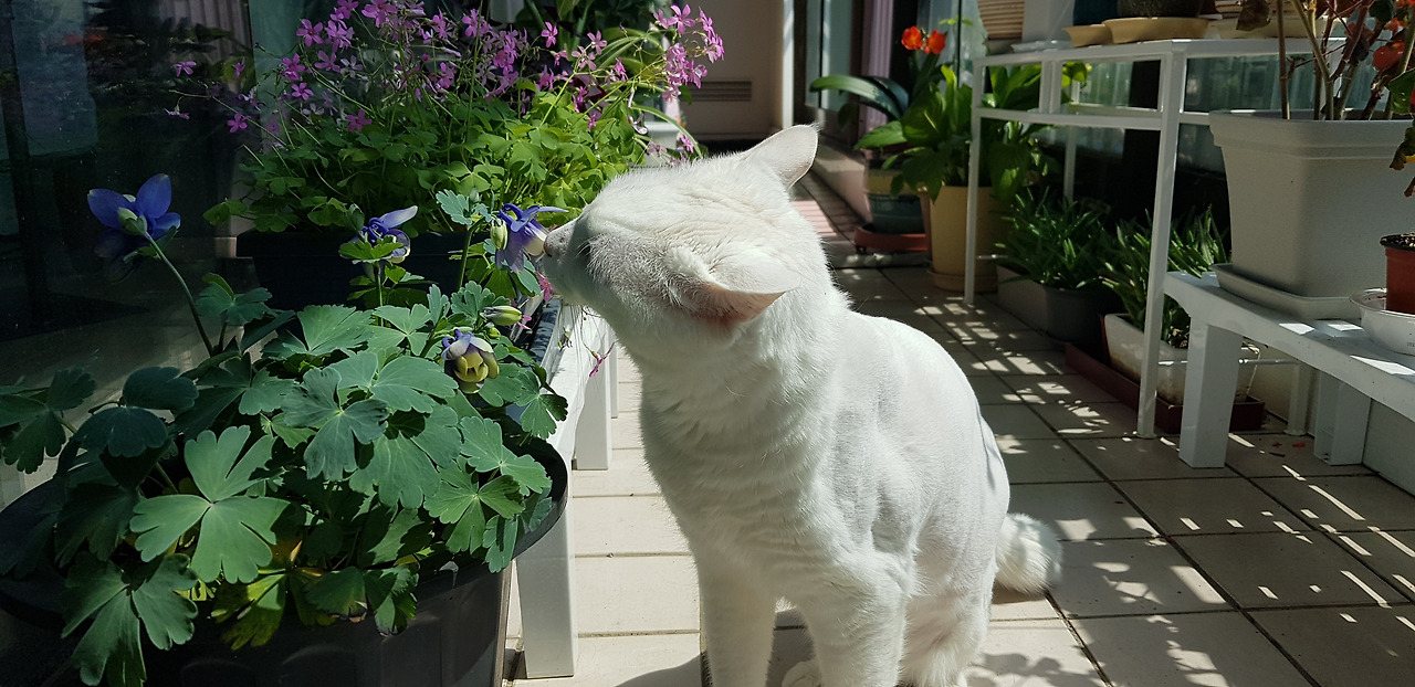 꽃향기 맡는 라떼.jpg