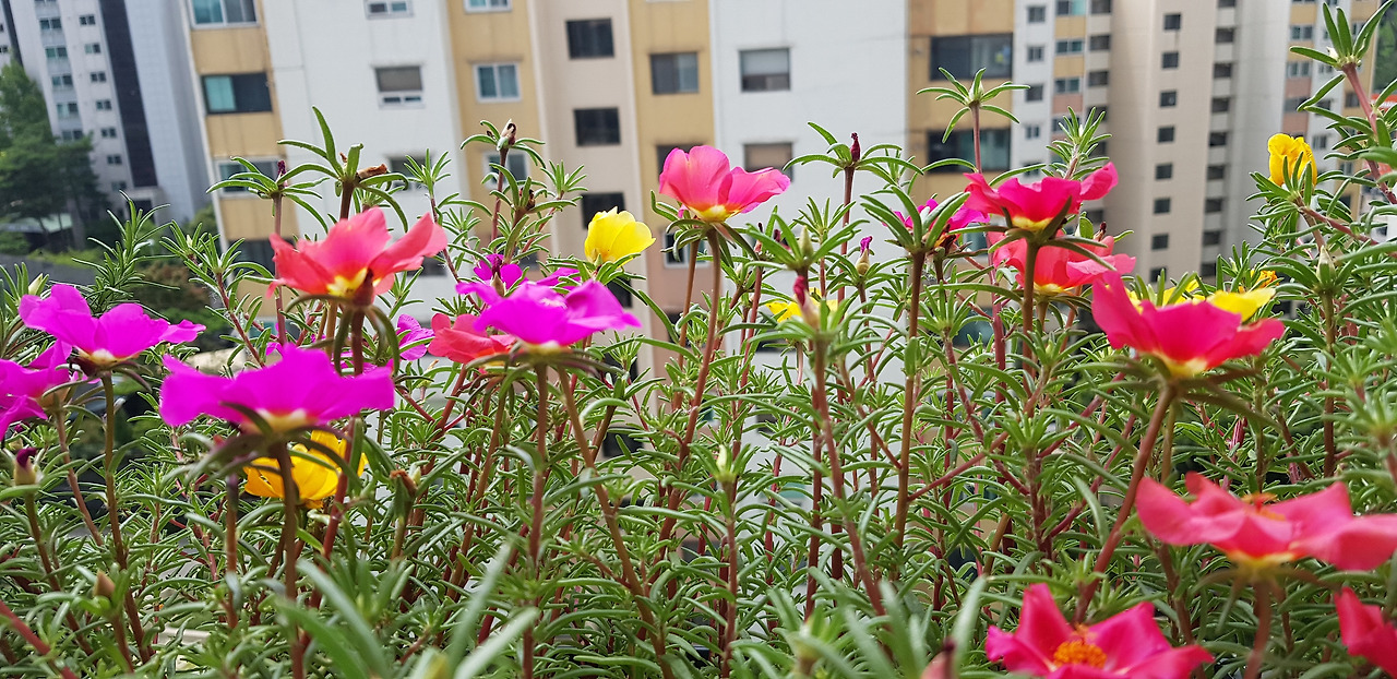 발코니채송화_20220709 (2).jpg