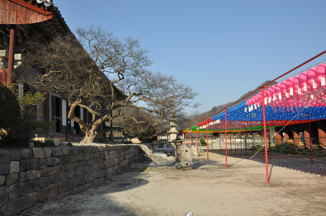 선운사_연등과 배롱나무.jpg