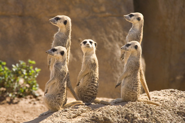 suricatas-meerkat-000010417730-100264225-medium_idge.jpg