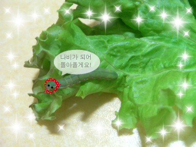 애벌레4.jpg