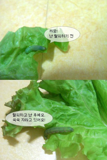 애벌레2.jpg