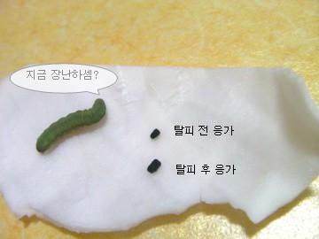 애벌레3.jpg