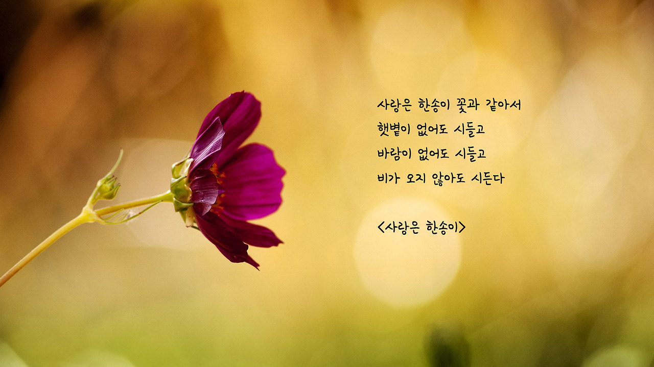사랑은 한송이.jpg