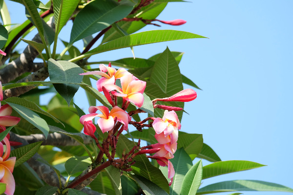Plumeria Flowers.jpg