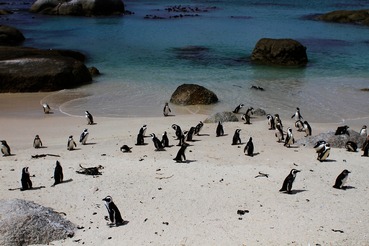 Penguins on Beach.jpg