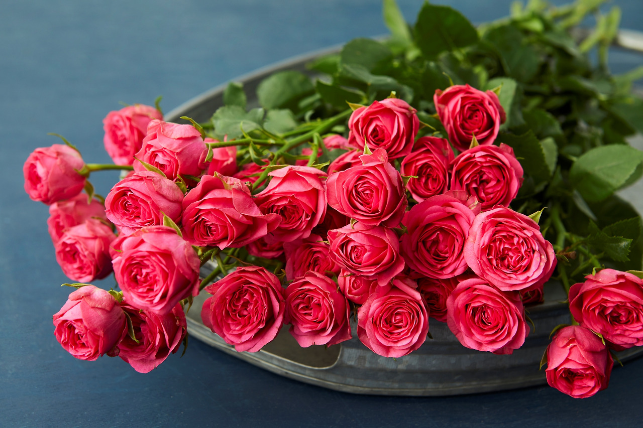 210716_Kurly32376_농부의 꽃 스윗핑크 장미.jpg