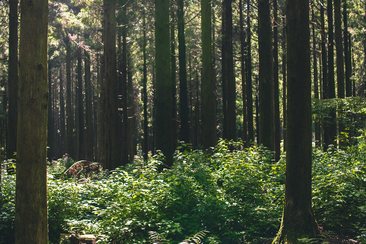 사려니숲길 산책-4.jpg