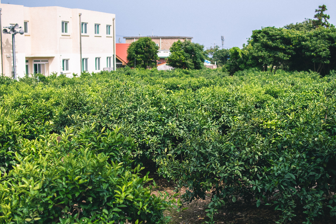 신천리 산책길-4.jpg