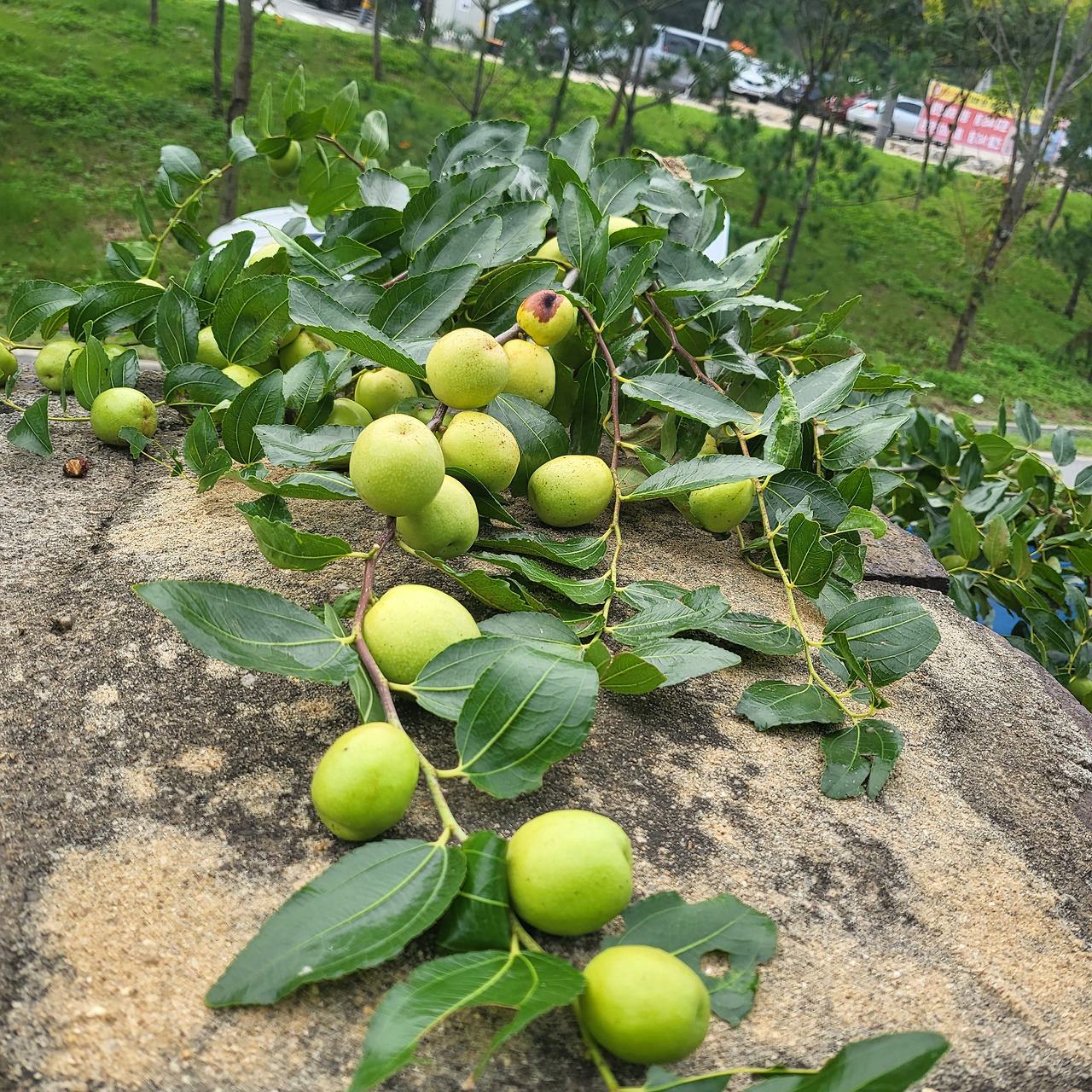 엄마의 베갯잇