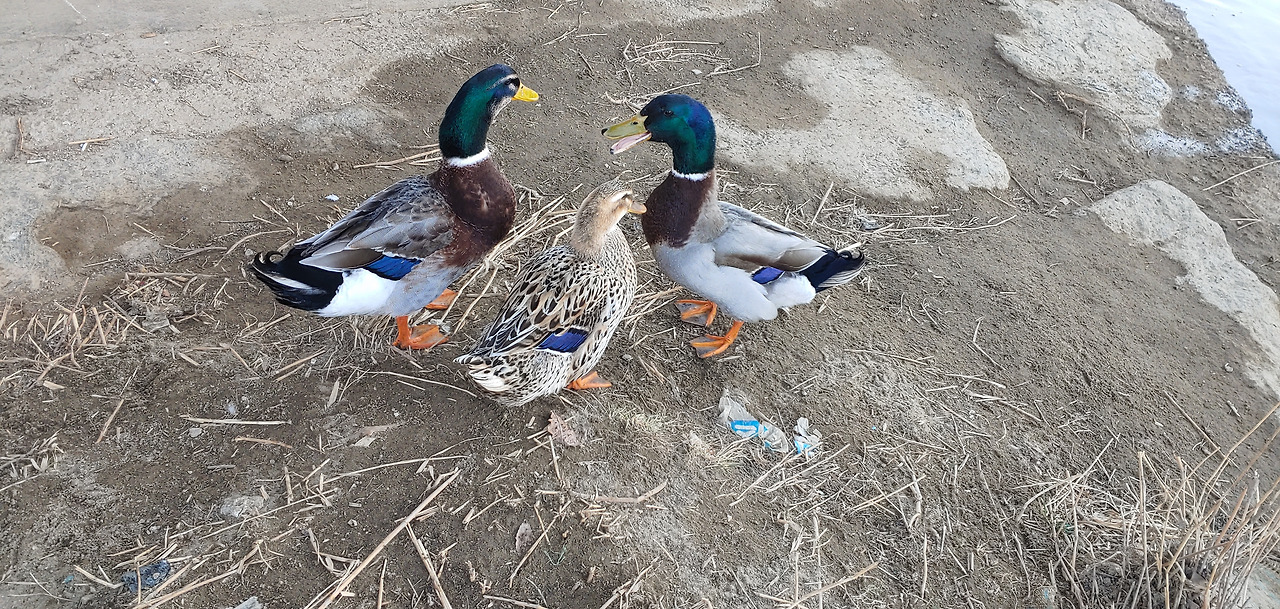 철새들의 연애사1.jpg