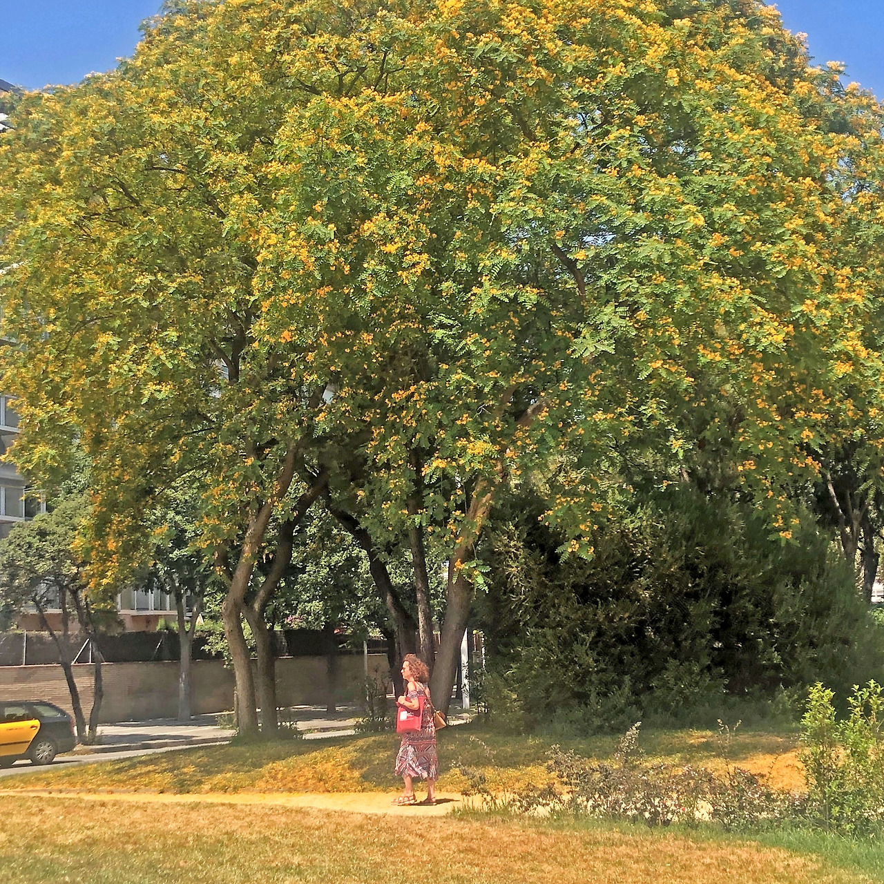 스페인 꽃5.jpg