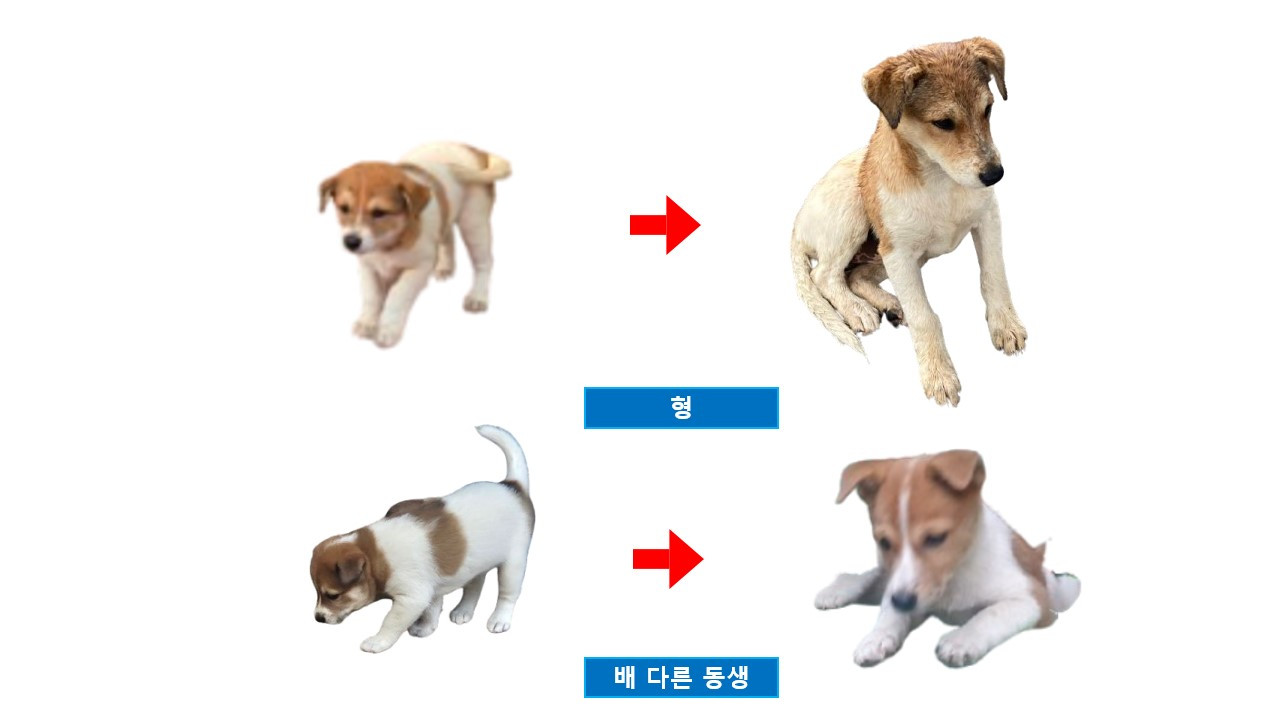 아기강아지들 성장기.jpg