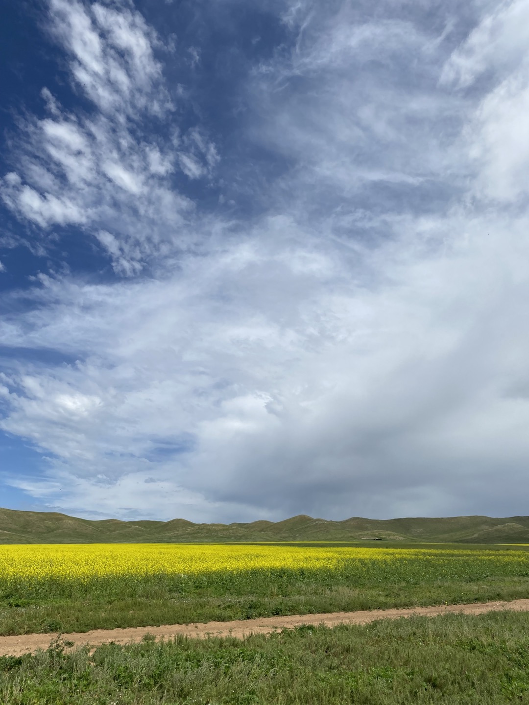 유채꽃 사진.jpg