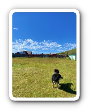 라오카네 개1.jpg