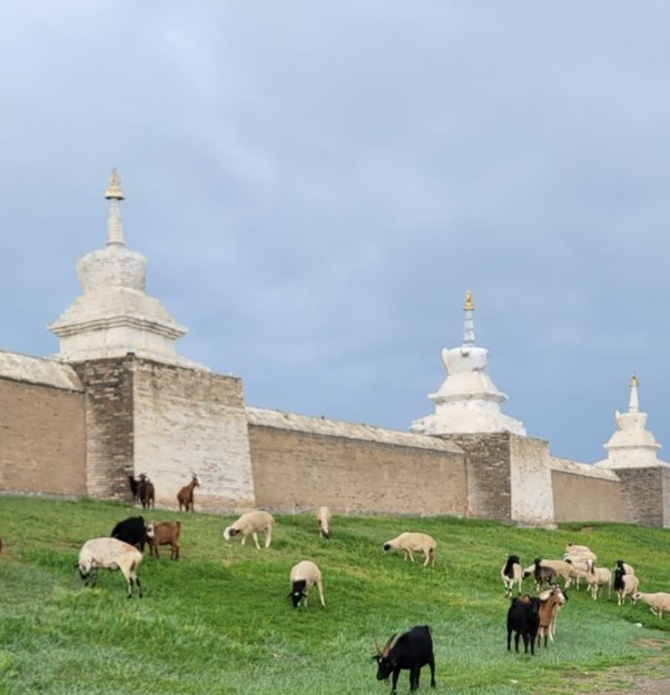 에르덴조 양과 염소.jpg