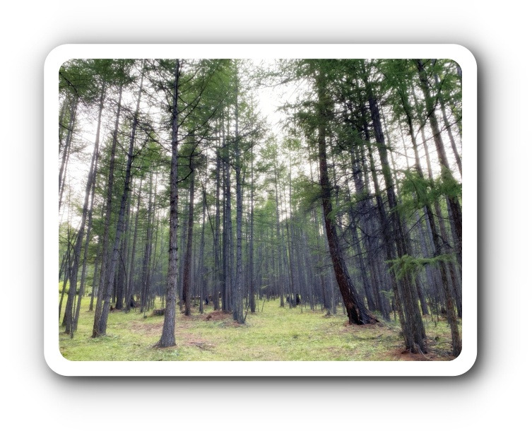 숙소 뒤쪽 숲1.jpg