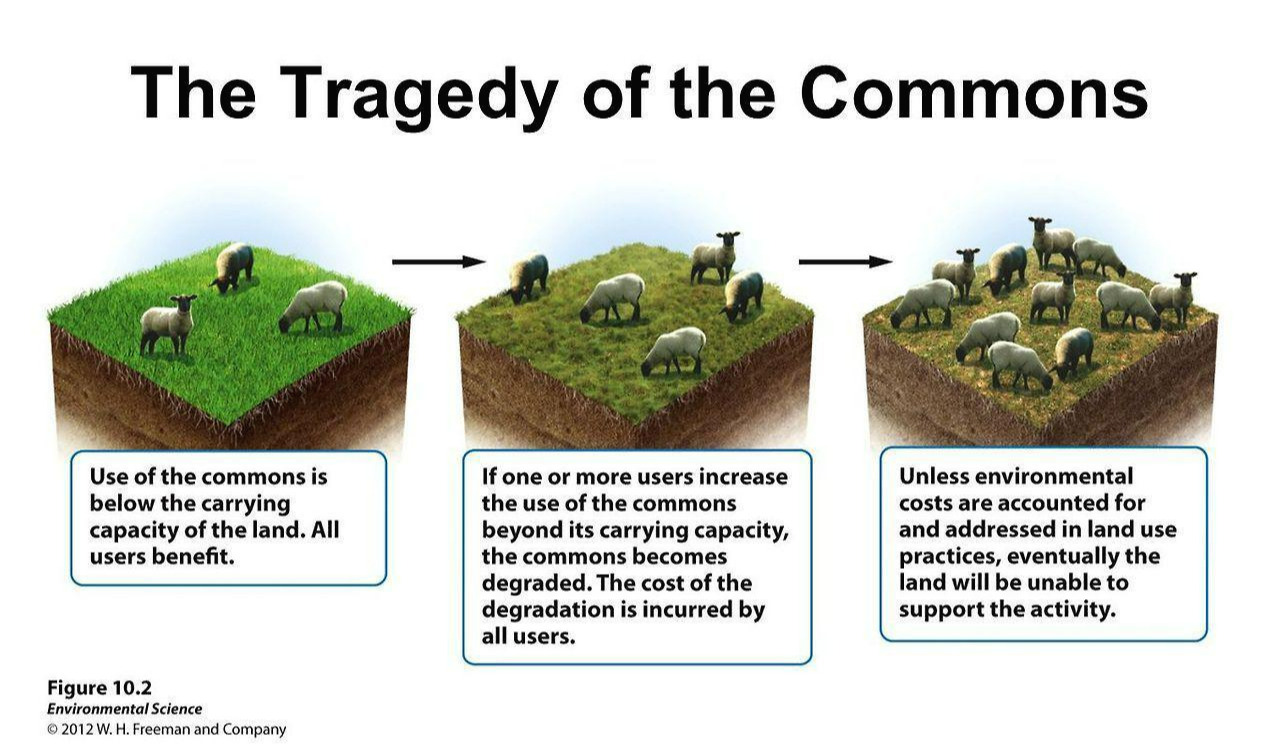 공유재의 비극.jpg
