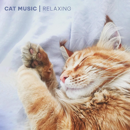 Cat Music - Relaxing Songs for Cats and Kittens 2022.jpg