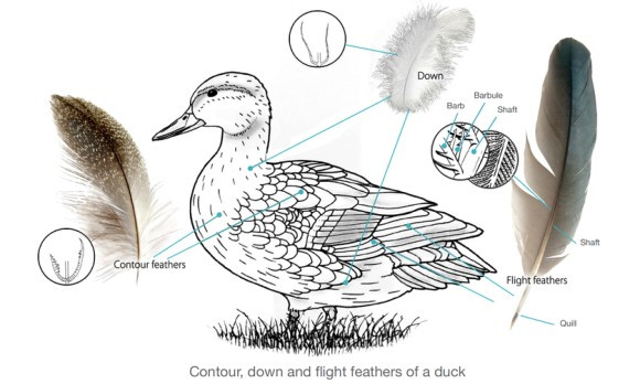 WHIO_ACT_02_Whio_FeathersWhat_are_they_for__FeatherDIAGRAM.jpg