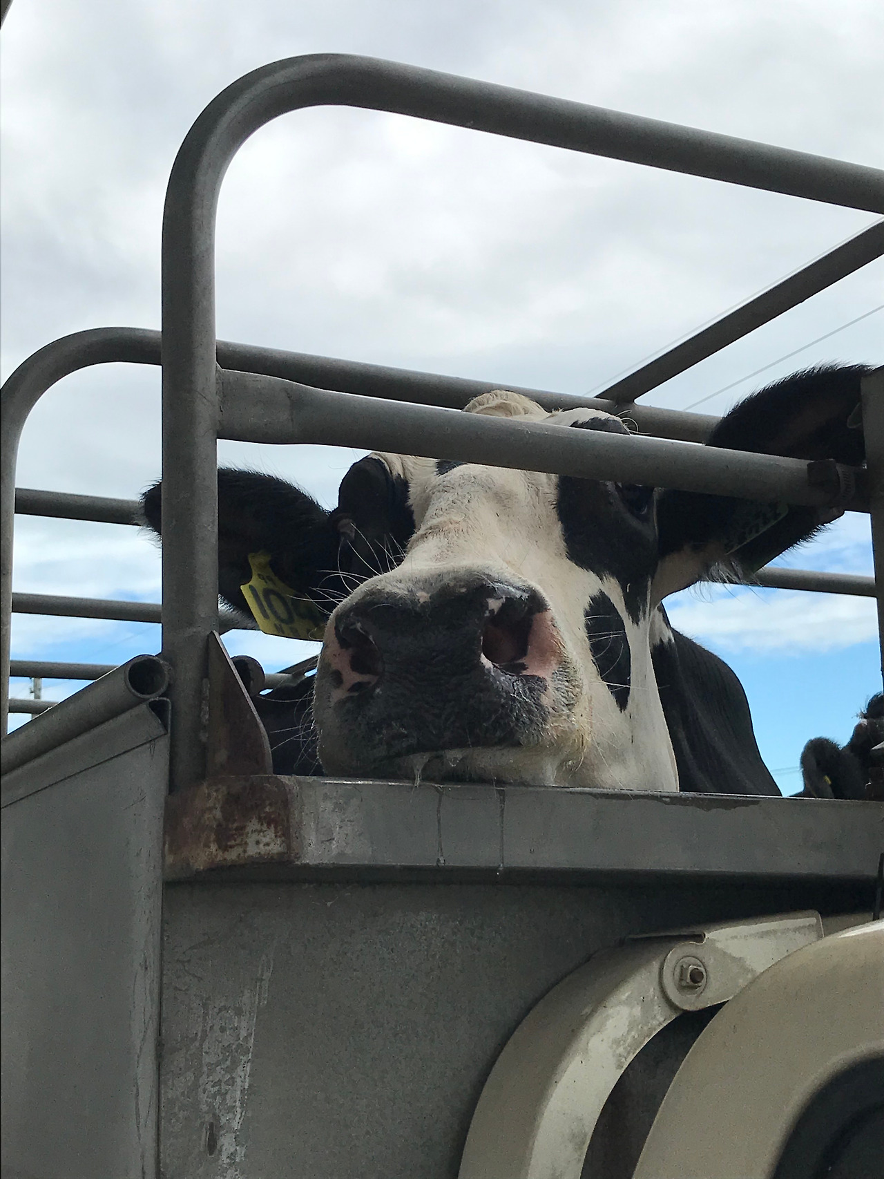 17. [소특집] 비질 그림 1.jpg