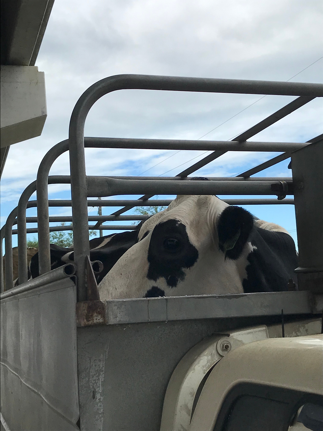 17. [소특집] 비질 그림 2.jpg