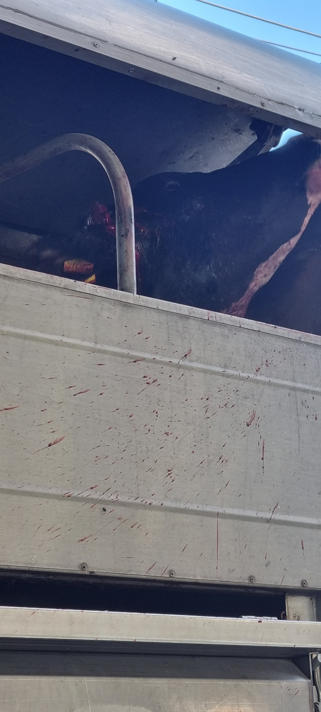 17. [소특집] 비질 그림 3.jpg