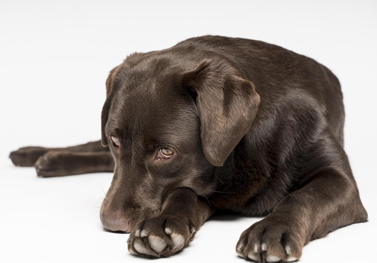 dog-posing-with-white-background.jpg